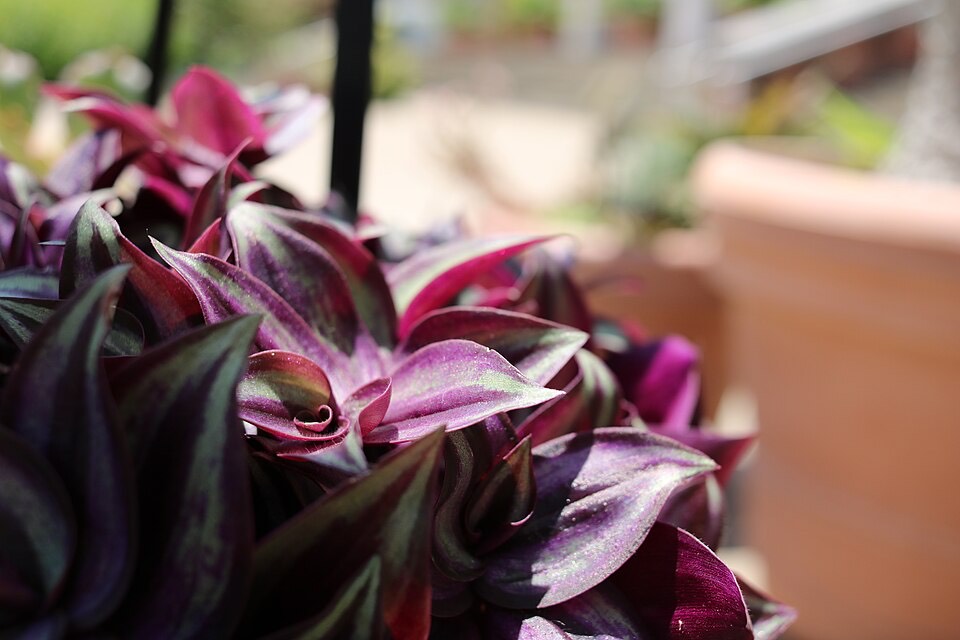 Dreimasterblume (Tradescantia zebrina) – Bild 5